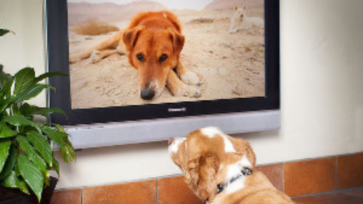 犬のためのtvチャンネル Dogtv ドッグティービー きらきらペリー