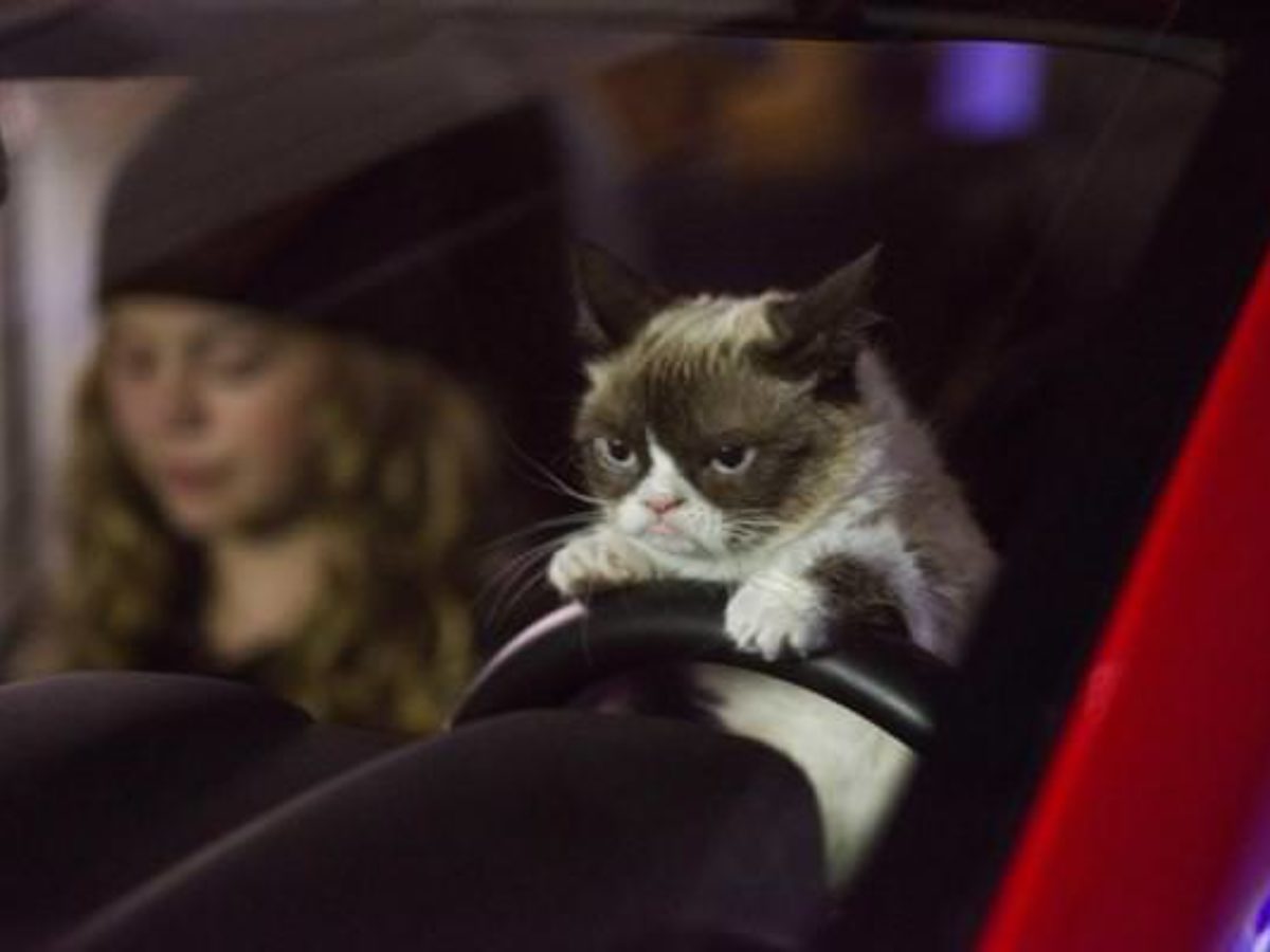 世界一不機嫌なネコ グランピーキャット主演 映画 Grumpy Cat S Worst Christmas Ever 予告編が公開に きらきらペリー